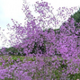 6254688_thalictrum_anne_02