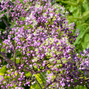 6254688_thalictrum_anne_03