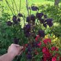 2250165_aquilegia_black_barlow_02