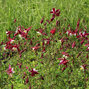 7241462_aquilegia_crimson_star_02
