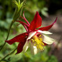 7241462_aquilegia_crimson_star_03