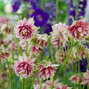9221306_aquilegia_nora_barlow_01