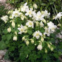 9213098_aquilegia_spring_magic_white_01