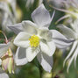 7241463_aquilegia_white_star_02
