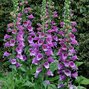 2240740_digitalis_dalmatian_purple_02