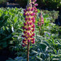 7250355_lupinus_manhattan_lights_02