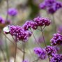 17250824_verbena_bonariensis_01
