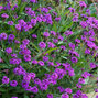 4254630_verbena_venosa_lilac_03