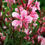 4252486_gaura_passionate_blush_01