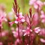 4252486_gaura_passionate_blush_02