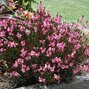 7250205_gaura_siskiyou_pink_01