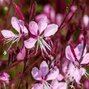 7250205_gaura_siskiyou_pink_02