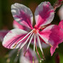 7250205_gaura_siskiyou_pink_04