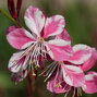 7250205_gaura_siskiyou_pink_05