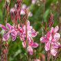 7250205_gaura_siskiyou_pink_06