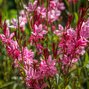 7250205_gaura_siskiyou_pink_07