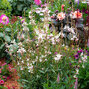 4254366_gaura_white_dove_02