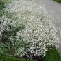 3251406_gypsophila_bristol_fairy_01
