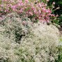 3251406_gypsophila_bristol_fairy_02