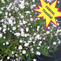 3251406_gypsophila_bristol_fairy_03