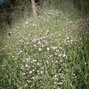 7251197_gypsophila_festival_pink_lady_04