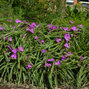 3210151_tradescantia_rubra_02