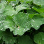4251017_alchemilla_irish_silk_01