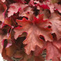5221188_heuchera_coralberry_01