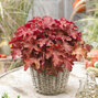 5221188_heuchera_coralberry_02