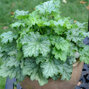 8210752_heuchera_lime_swizzle_01
