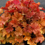 8222488_heuchera_northern_exposure_amber_02