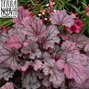 9250365_heuchera_sugar_berry_01