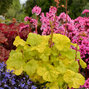 9250366_heuchera_sweet_tart_01