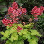 9250366_heuchera_sweet_tart_02