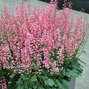 7244347_heucherella_pink_revolution_01