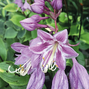 9254788_hosta_goosberry_sundae_03
