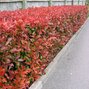 7252037_photinia_red_robin_03