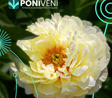 Akcia na pivonky -20%