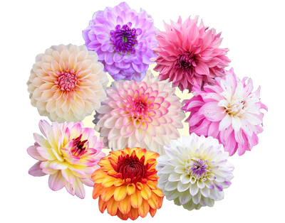 Tie najkrajšie Dáhlie máme SKLADOM!