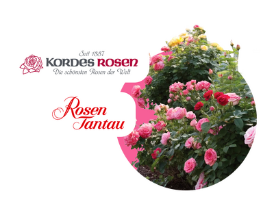 Prémiové ruže Kordes a Tantau