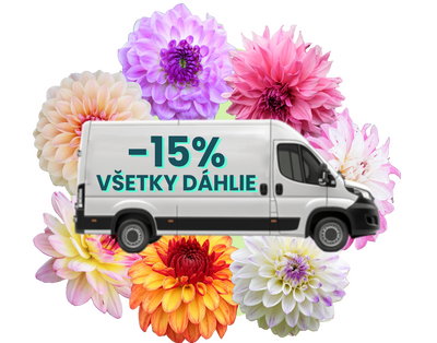 Dáhlie v zľave -15%
