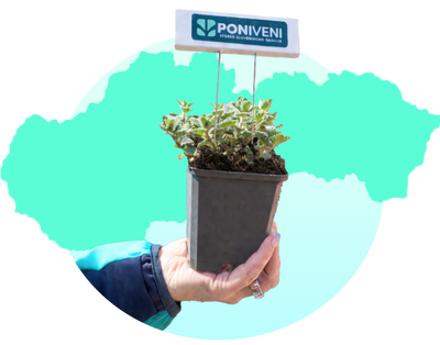 Pestované na Slovensku