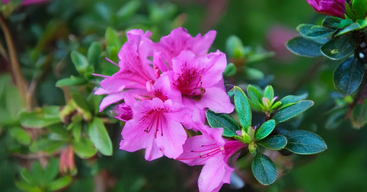 Azalka Japonská (Stálozelená) - Azalea japonica 'Königstein ...
