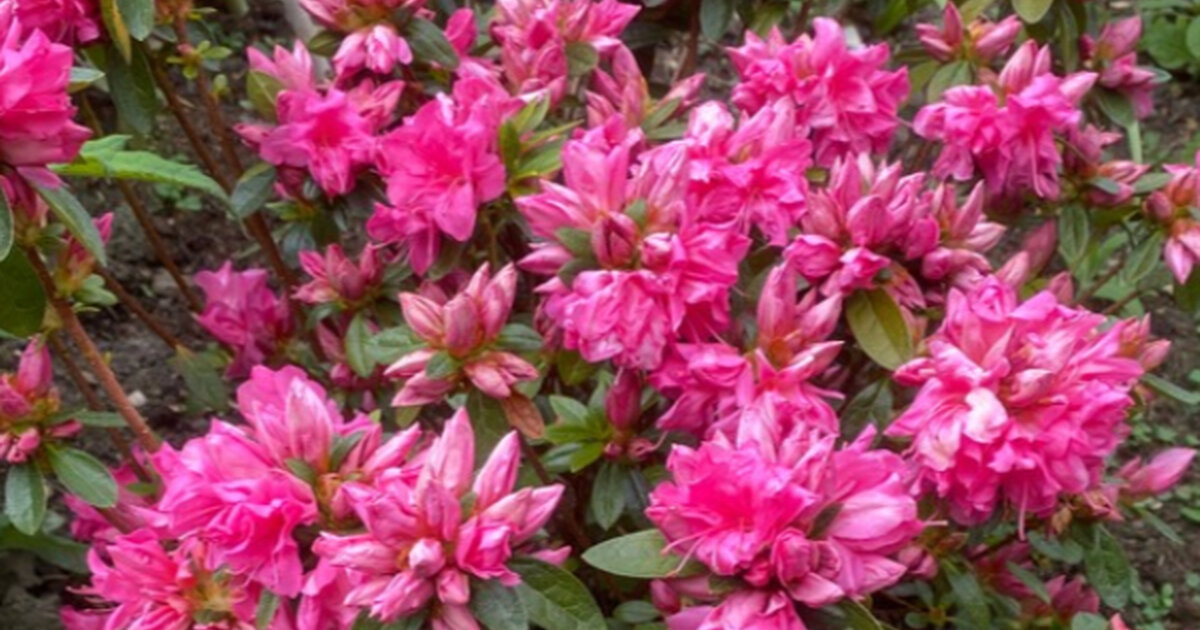 Azalka - Azalea japonicum 'Isabel' • Poni Veni (Slovenské trvalky)