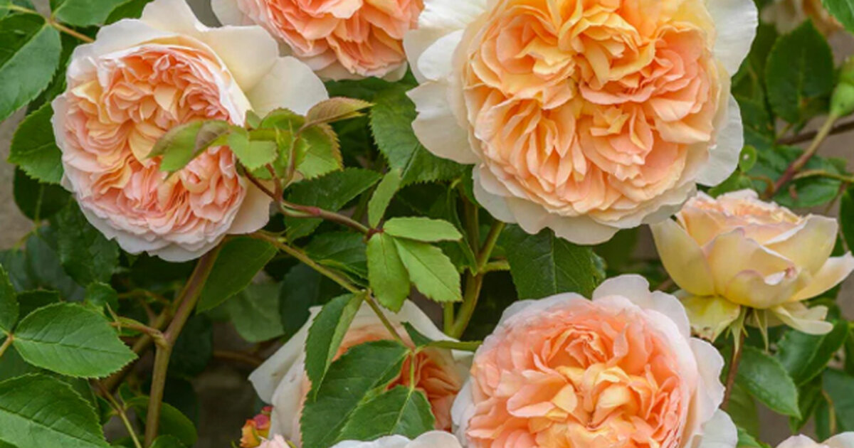 Anglická Ruža - Rosa 'Bathseba' • Poni Veni (Slovenské trvalky)