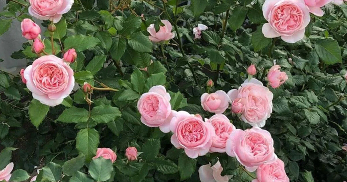 Francúzska Ruža - Rosa 'Nahéma' • Poni Veni (Slovenské trvalky)