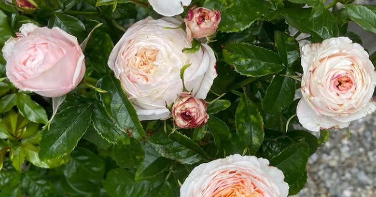 Francúzska Ruža - Rosa 'Domaine de Chantilly' • Poni Veni (Slovenské ...