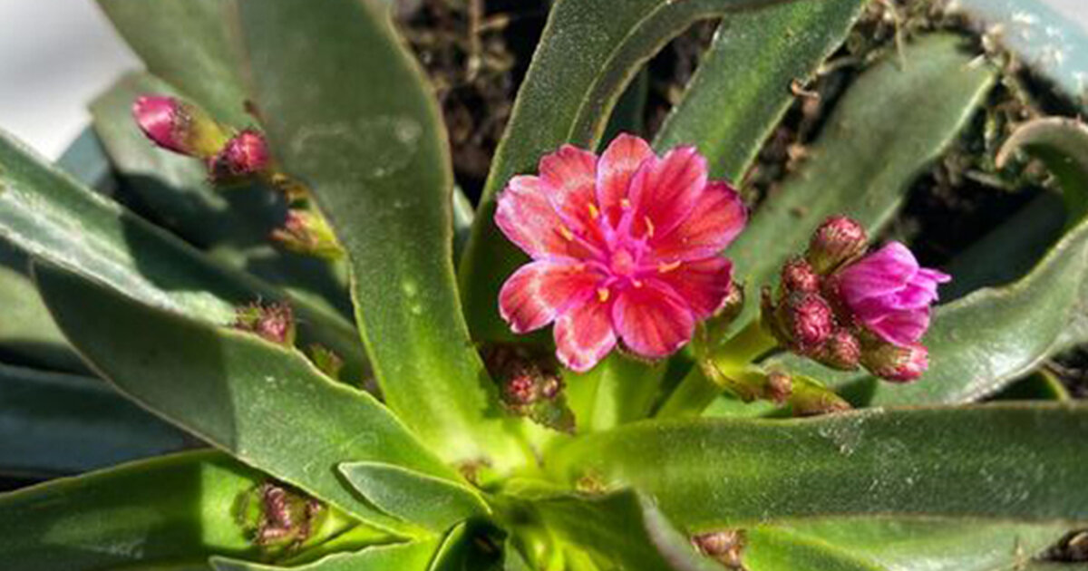 Lewízia Kotyledónová, Porcelánová Ruža - Lewisia cotyledon 'Little ...