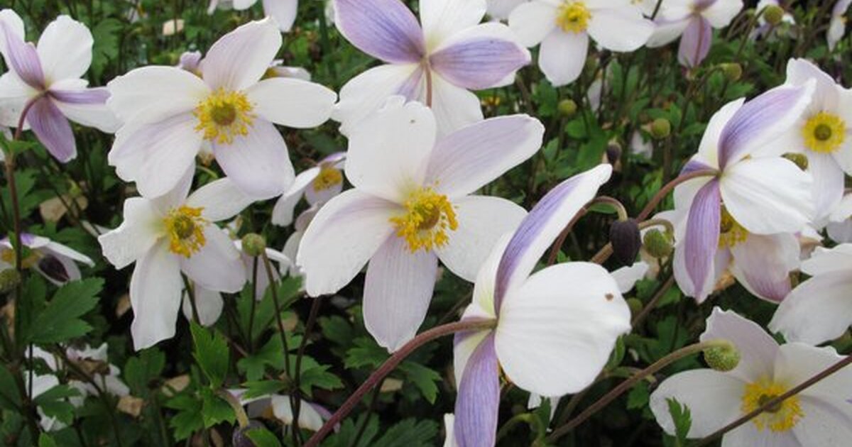 Swan Ruffed Veternica - Anemone 'Ruffled Swan' • Poni Veni (Slovenské trvalky)
