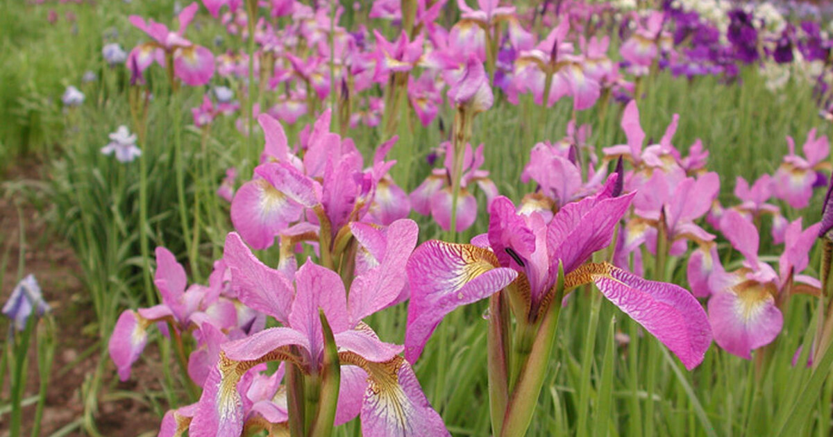 Kosatec Rosa Kosatec Sibírsky - Iris sibirica 'Sparkling Rose' • Poni Veni ...